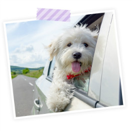 大切なペットの送迎でお困りではありませんか?